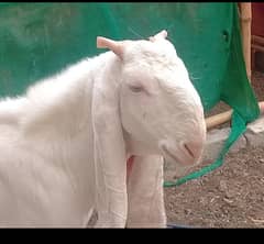 Qurbani 2025 bakray