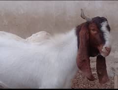 Qurbani
