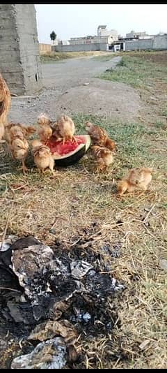 RIR chicks