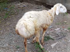 qurbani k 2 heavy weight sumba