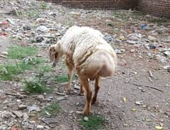 qurbani k 2 heavy weight sumba