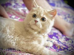 (Simba) 7month old persion 3riple coat kitten