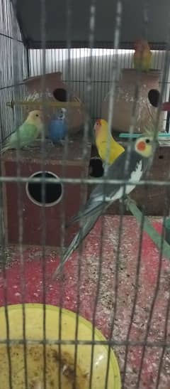 birds