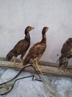 Aseel mianwali chicks