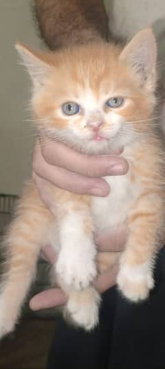 kitten