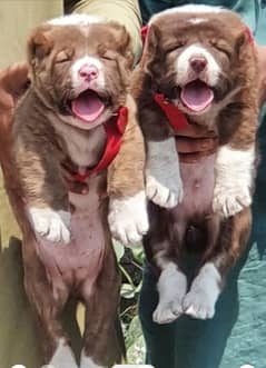 ALABAI PAIR FOR SALE SECURITY DOGS