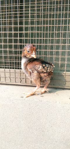 Aseel chicks for sale