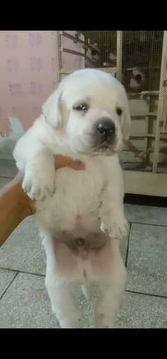 Labrador
