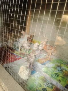 10 chicks
