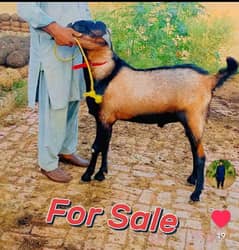 Bakra for sale