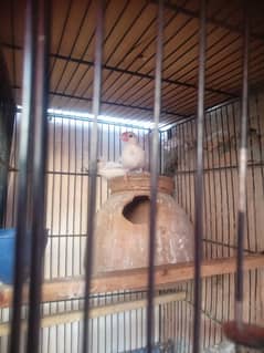 foun gery wight jawa and common bajri all setup for sell