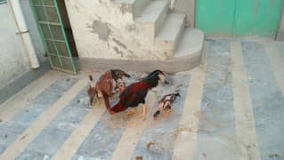 aseel breeder reza pair for sale