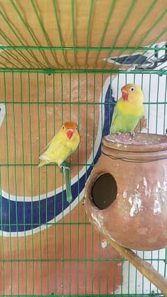 parblue pestle ino.  Fisher.    Albino. black eyes