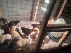 aseel chicks sale par peice 500
