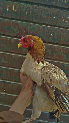 Aseel hens 2 kg wazan ha daily egg daty ha