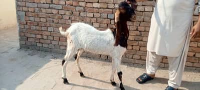 big goat