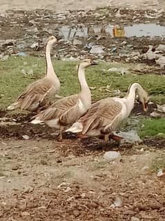 1 year age pairs 4 kilo gram weight