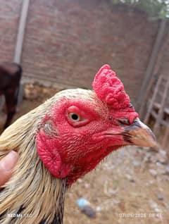 aseel murga for sale long height