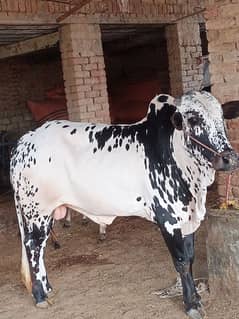 Donda wehra For sale cal whatspp