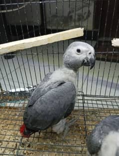 African gray cango size