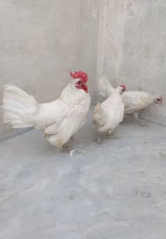 white sebright trio pair