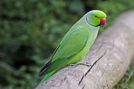 Talking Parrot