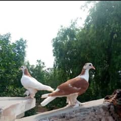 pair ha healthy and active 03261969480