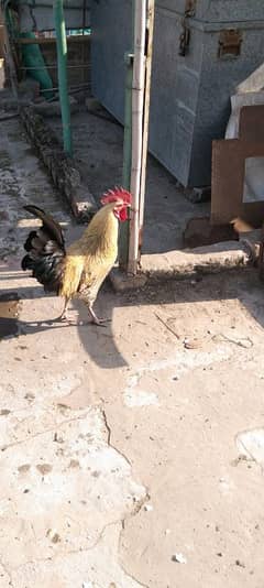 desi murgha for sale