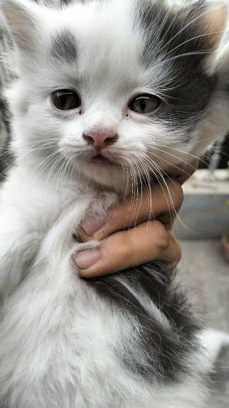 Persian baby cat for sale 1