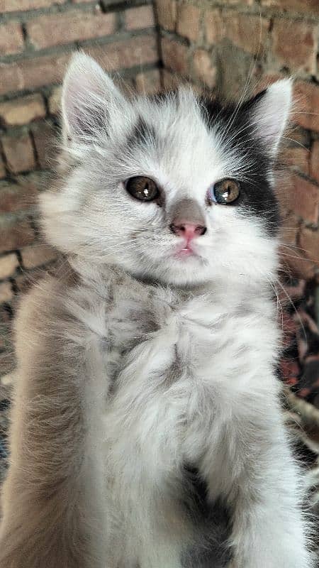 Persian baby cat for sale 2