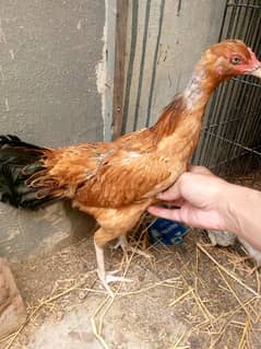 Aseel mianwali need cash