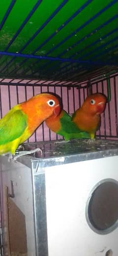 cages lovebirds and budgies