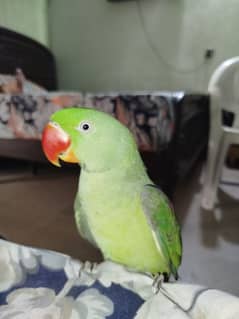 Female Raw Parrot