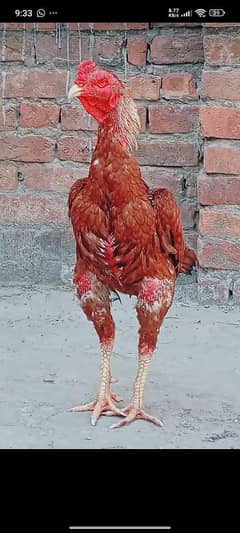 Aseel chicks for sale