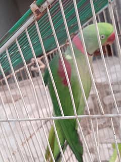 male