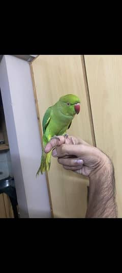 Parrot , handtamed, talkative  and friendly.