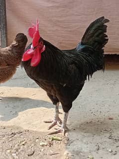 austrolop rooster