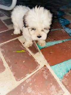 Shih Tzu Male Puppy Age 3Months