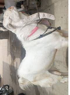 gulabi breeder bakra