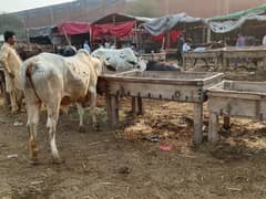 Cattle for Qurbani 2025.