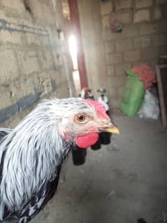 Heera cross + silver laced
