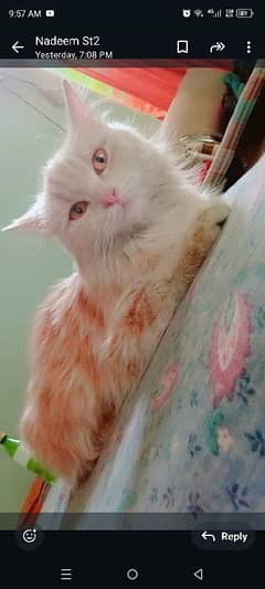 beautiful