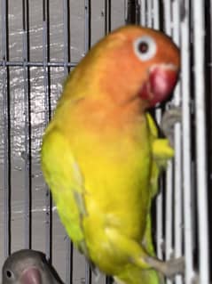 Love bird available for sale or exchange