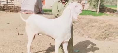 Rajanpuri Bakra Urgent For Sale CALL/_03278290878