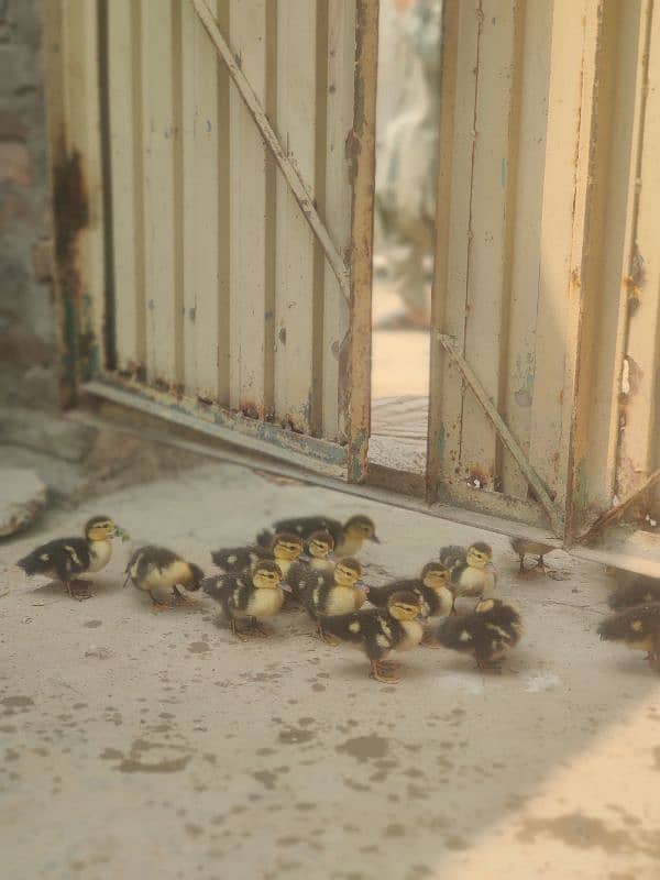 Muscovy ducks chicks and one male cocktail parrot 0