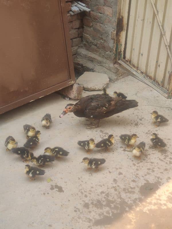 Muscovy ducks chicks and one male cocktail parrot 1