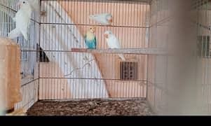 lovebirds