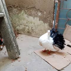 tail mark breeder pair with chicks for sale