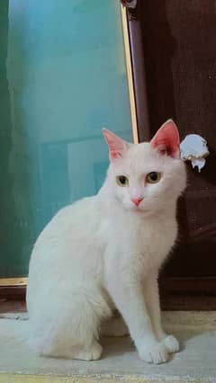 Persian cat