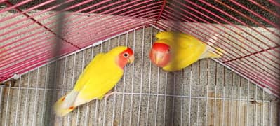 Lutino Lovebird